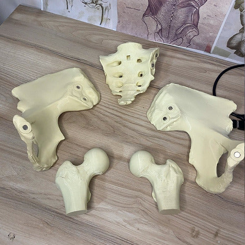 Mundo Med Real Size Female Pelvis with Magnets 1