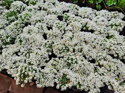 La Palmera Plantines De Alyssum X Cajon De 10 Unidades Florales 0