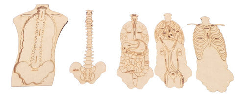 Rompecabezas De Anatomia Encastrable De Fibrofacil De 3 Mm 0