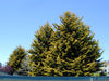 Cupressus Lambertiana Aurea (cupressus Macrocarpa Lutea) 2