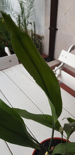 Aspidistra Elaitor -hoja De Salon- 4