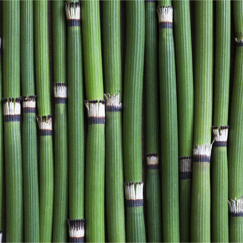 Plantas De Equisetum, Cola De Caballo. 0