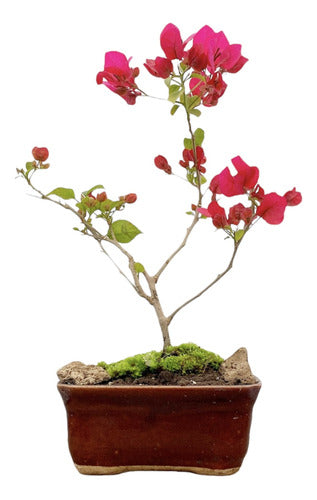 Arteenbonsai Ombu Palo Borracho Ficus Árbol De La Vida Pino 0