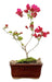 Arteenbonsai Ombu Palo Borracho Ficus Árbol De La Vida Pino 0