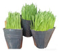 Isiflor Cat Grass X3 Unid - Catnip Grass 1