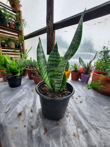 Espada De San Jorge O Sansevieria 1