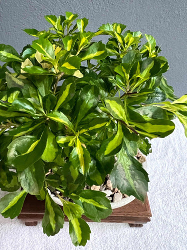 Bonsai Planta Duranta Japonica 8 Años Maceta Esmaltada N1 3