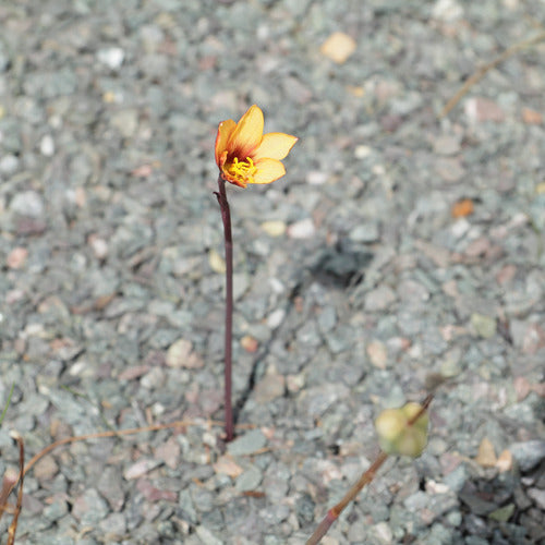 Cebolla De La Zorra Habranthus Tubispathus Nativa Bulbosa 2