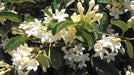 Madagascar Jasmine Stephanotis Floribunda Trellis Plant 3