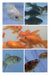 Complete Fish Tank Kit 80x35x20 with 1 Free Fish 2