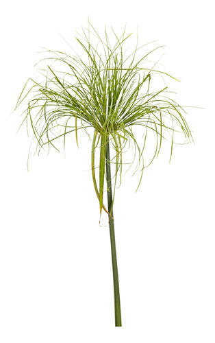 TROPICA Papiros Egipcios Enanos! (Cyperus Papyrus Nana) 0