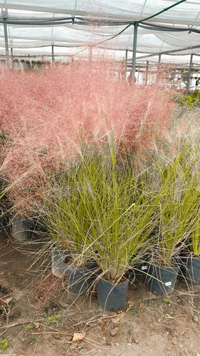 Muhlenbergia Capillaris Pink Flowering Grass Plant 3