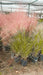 Muhlenbergia Capillaris Pink Flowering Grass Plant 3