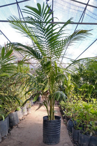 Clorofila_Plants Palmera Areca Gigante 30 L. Certified by Senasa 1