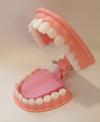 Articulated Educational Mouth Model 5