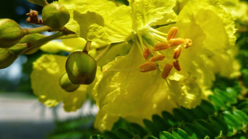 TROPICA Ibirá Pitá (Peltophorum Dubium), Native Tree! 1