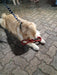 Durapet's Large Dog Rope Toy Loop Imported 5