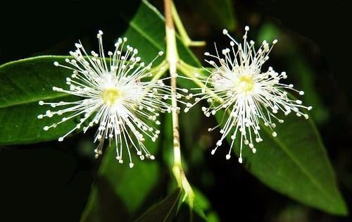 Native Fruit Tree Anacahuita Blepharocalyx Salicifolius 1