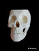 Superior Quality 3D Anatomical Skull Pencil Holder Gift 2