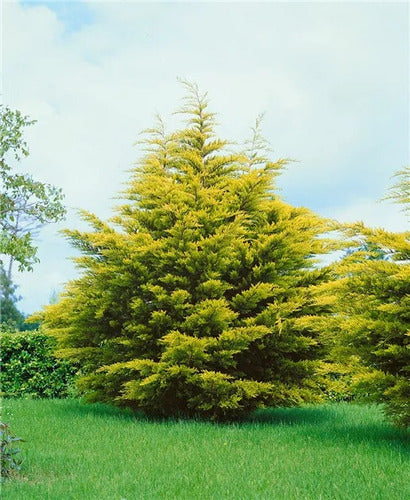 Cupressus Lambertiana Aurea (cupressus Macrocarpa Lutea) 1