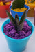 Mini Cactus. Suculentas. Aloe Vera. Souvenirs. 25 Unid. 4