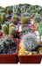 Ohana Arte Natural Mini Cactus and Succulents - Square Pots 0