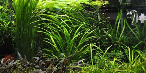 Assorted Giant Vallisneria Offer from Aquatic World 5