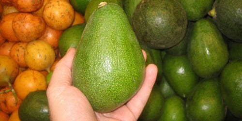 Arbol De Palta-1mt E.gratiscaba-gba -vivero Habx.senasa 1