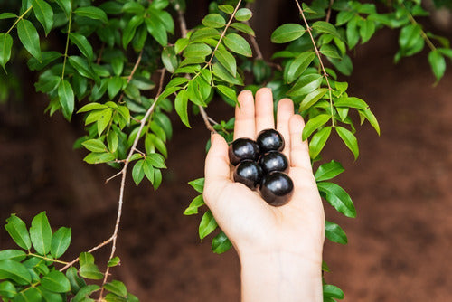 Planta De Jabuticaba - Guapurú - Frutal Nativo!! 2