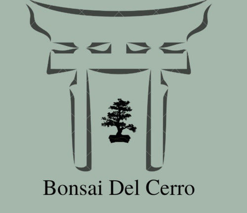 Bonsai Del Cerro: Chinese Elm 2