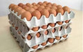 30 Large Colorful Eggs 1 Maple Free Shipping to Caba 2