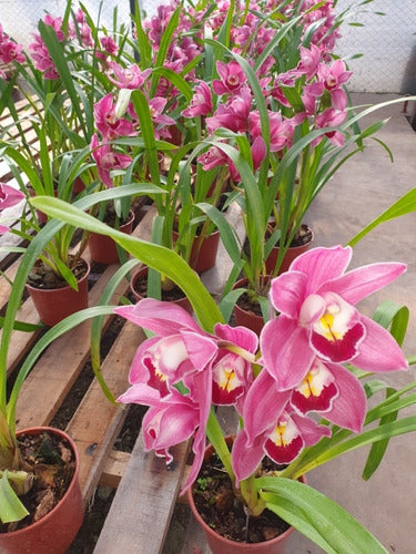 Orquideas Cymbidium, Rosa Viejo, Muy Florecidas 1