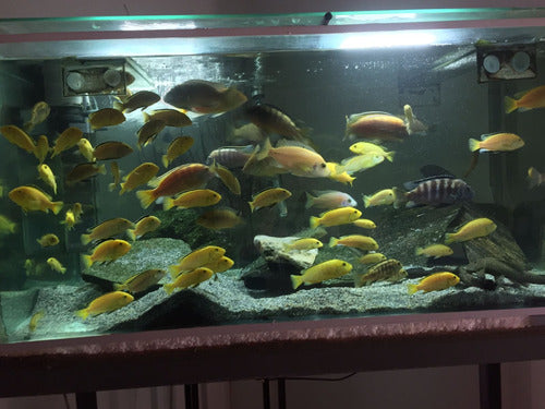 Combo 10 Ciclidos Afr Limon Labidochromis Caeruleus Malawi 2