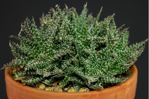 Mix Aloe Crasas Suculentas Brevifolia Black Juvenna White 6