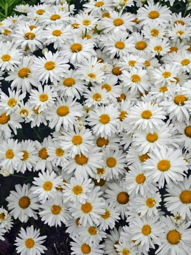 Leucanthemum x superbum Shasta Daisy - Giant Daisy Plants!! 0