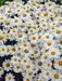 Leucanthemum x superbum Shasta Daisy - Giant Daisy Plants!! 0