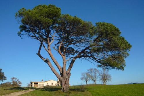 Pino Pinea (piñonero) Jardin/prebonsai. Vivero Arbol Hermano 2