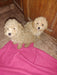 Cachorros Caniche Toy 0