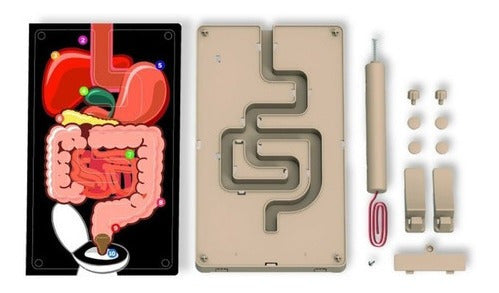 Digestive System Buzz Wire Kit - Educational Toy for Kids 1