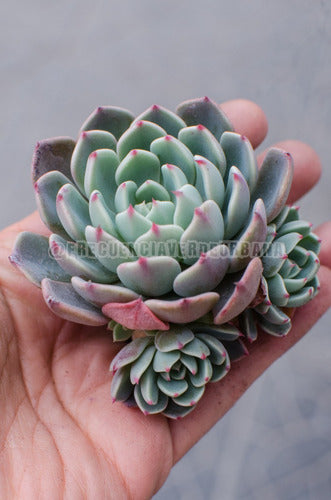 Frecuencia Verde Urbana Echeveria Sitifukumiama Suculenta Colección N° 8 0