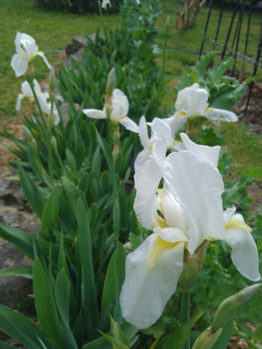 Iris Germánica 1