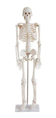 Educational Material - Mini Skeleton 85cm in Height 0