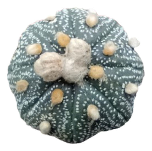 Astrophytum Asteria - Injertado 5