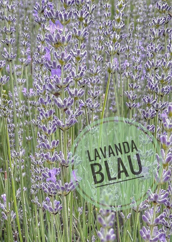 Lavanda Blau Dried Lavender Flowers 1kg Organic 1