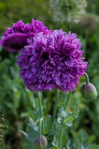 Seeds 50 Double Lilac Poppy Seeds !!!!!!!! 0