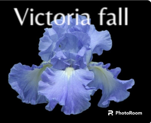 1 Rizoma De Lirios Barbados O Iris Germanica Victoria Fall 0