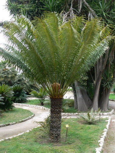 Gran Palmera Palmera Cyca Circinalis - Deco, Piscinas, Paisajismo 4