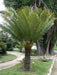 Gran Palmera Palmera Cyca Circinalis - Deco, Piscinas, Paisajismo 4