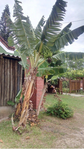 Vivero Simón Banana Plants Ecuador Shipping Nationwide 1