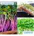 Espuma Fenólica Plantio Microverde Microgreens (10 Placas) 2